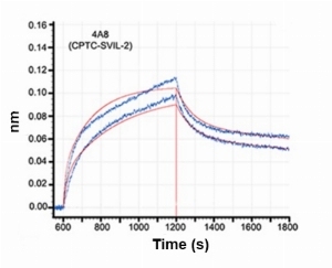 Click to enlarge image Affinity and binding kinetics of CPTC-SVIL-2 and h340 recombinant protein using biolayer interferometry. CPTC-SVIL-2 antibody was covalently immobilized on amine-reactive second-generation sensors. H340 recombinant protein, 7.8 nM, 15.6 nM, was used as analyte. R2 = 0.965. Rate constants were calculated by applying a 2:1 (heterogeneous) interaction model (global fit, full). KD (nM) – 0.73, Ka (1/Ms) – 4.07 x 105, Kd (1/s) – 2.96 x 10-4.