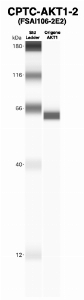 Click to enlarge image Western Blot using CPTC-AKT1-2 as primary Ab against recombinant AKT1 (lane 2). Also included are molecular wt. standards (lane 1).