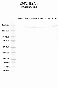 Click to enlarge image Western blot using CPTC-IL1A-1 as primary antibody against PBMC (lane 2), HeLa (lane 3), Jurkat (lane 4), A549 (lane 5), MCF7 (lane 6), and NCI-H226 (lane 7) whole cell lysates.  Expected molecular weight - 30.6 kDa.  Molecular weight standards are also included (lane 1).