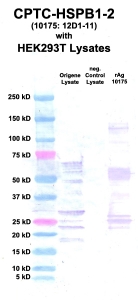 Click to enlarge image Western Blot using CPTC-HSPB1-2 as primary Ab against cell lysate from transiently overexpressed HEK293T cells form Origene (lane 2). Also included are molecular wt. standards (lane 1), lysate from non-transfected HEK293T cells as neg control (lane 3) and recombinant Ag HSPB1 (NCI 10175) in (lane 4).