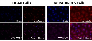 Click to enlarge image Immunofluorescence staining using CPTC-BRAF-5 as primary antibody (pink-violet) against HL-60 and NCI/ADR-RES cells.  Both cell lines show BRAF protein subcellular localization in the cytoplasm.