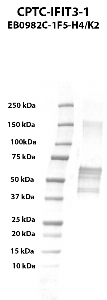 Click to enlarge image Western blot using CPTC-IFIT3-1 as primary antibody against human interferon-induced protein with tetratricopeptide repeats 3
(IFIT3), transcript variant 2, recombinant protein (lane 2).  Expected molecular weight - 55.8 kDa.  Molecular weight standards are also included (lane 1).