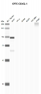 Click to enlarge image Automated western blot using CPTC-CX3CL1-1 as primary antibody against A549 (lane 2), HeLa (lane 3), Jurkat (lane 4), MCF7 (lane 5), H226 (lane 6), and PBMC (lane 7) whole cell lysates.  Expected molecular weight - 42.2 kDa.  Molecular weight standards are also included (lane 1). A549 is presumed positive. All other cell lines are negative. Target protein is subject to glycosylation which can affect the migration in electrophoresis. This can make the target appear as a higher molecular weight protein.