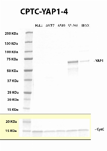 Click to enlarge image Western blot using CPTC-YAP1-4 as primary antibody against whole lysates of HeLa, MCF7, A549, SF-268 and EKVX. The antibody is able to detect the target protein in SF-268 and EKVX. The same cell lines were also tested with an anti-Cytochrome C for loading control.