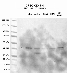 Click to enlarge image Western blot using CPTC-CD47-4 as primary antibody against HeLa (lane 2), Jurkat (lane 3), A549 (lane 4), MCF7 (lane 5), and H226 (lane 6) whole cell lysates.  Expected molecular weight - 35.2 kDa, 31.7 kDa, 33.2 kDa, and 33.8 kDa.  All cell lines are positive. Molecular weight standards are also included (lane 1).