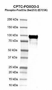 Click to enlarge image Western blot using CPTC-FOXO3-3 as primary antibody against human FOXO3 recombinant protein (lane 2).  Molecular weight standards are also included (lane 1). Expected molecular weight – 71.1 kDa.
Blot was developed using enhanced chemiluminescence (ECL).
