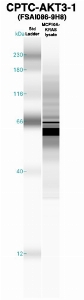 Click to enlarge image Western Blot using CPTC-AKT3-1 as primary Ab against MCF10A-KRas cell lysate (lane 2). Also included are molecular wt. standards (lane 1).