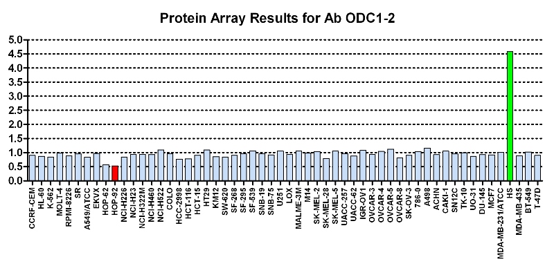 Click to enlarge image Protein Array in which CPTC-ODC1-2 is screened against the NCI60 cell line panel for expression. Data is normalized to a mean signal of 1.0 and standard deviation of 0.5. Color conveys over-expression level (green), basal level (blue), under-expression level (red).