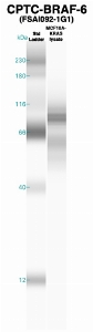 Click to enlarge image Western Blot using CPTC-BRAF-6 as primary Ab against MCF10A-KRas cell lysate (lane 2). Also included are molecular wt. standards (lane 1).