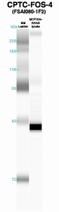 Click to enlarge image Western Blot using CPTC-FOS-4 as primary Ab against MCF10A-KRAS cell lysate (lane 2). Also included are molecular wt. standards (lane 1).