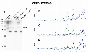 Click to enlarge image Immunoprecipitation using CPTC-STAT3-2 as capture antibody to probe the lysates of SNC12, IGROv1 and MCF7. Eluates were tested in Simple Western, using CPTC-STA3-2 as primary antibody (Panel A). The antibosy was not able to pull down the target protein, as also evident in the comparison between input material (blue line) and eluate (green line) profiles in panels B, C and D, respectivelly for SNC12C, IGROV1 and MCF7.