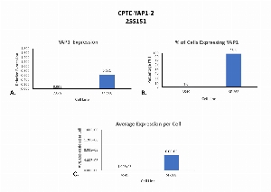 Click to enlarge image Single cell western blot using CPTC-YAP1-2 as a primary antibody against cell lysates.  Relative expression of total YAP1 in A549 and SF-268 cells (A).  Percentage of cells that express YAP1 (B).  Average expression of YAP1 protein per cell (C).  All data is normalized to β-tubulin expression.