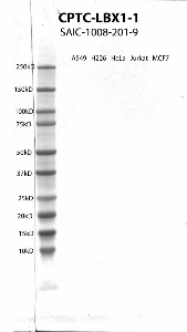 Click to enlarge image Western Blot using CPTC-LBX1-1 as primary antibody against cell lysates A549, H226, HeLa, Jurkat and MCF7. Expected MW of 30.2 KDa. All cell lysates negative.  Molecular weight standards are also included (lane 1).