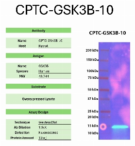 Click to enlarge image Western Blot of CPTC-GSK3B-10 against the over-expressed lysate of GSK3B. Expected MW is 46.7 KDa. The antibody detected the target protein.