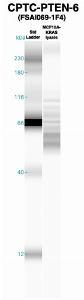 Click to enlarge image Western Blot using CPTC-PTEN-6 as primary Ab against MCF10A-KRAS cell lysate (lane 2). Also included are molecular wt. standards (lane 1).
