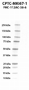 Click to enlarge image Western blot using CPTC-MKI67-1 as primary antibody against human antigen Ki-67 (MKI67),
transcript variant 1, residues 1-1000 aa recombinant protein. Expected molecular weight - 111 kDa.  Molecular weight standards are also included.
