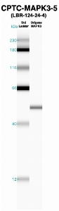 Click to enlarge image Western Blot using CPTC-MAPK3-5 as primary Ab against recombinant MAPK3 (lane 2). Also included are molecular wt. standards (lane 1).