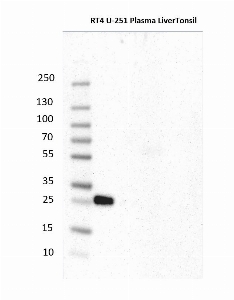 Click to enlarge image Results provided by the Human Protein Atlas (www.proteinatlas.org). Single band corresponding to the predicted size in kDa (+/-20%). Analysis performed using a standard panel of samples. Antibody dilution: 1:500