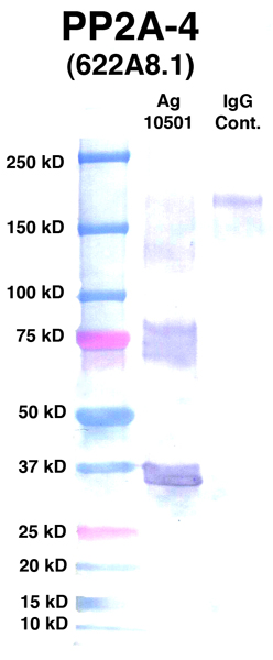 Click to enlarge image Western Blot using CPTC-PP2A-4 as primary Ab against Ag 10501 (lane 2). Also included are molecular wt. standards (lane 1) and mouse IgG control (lane 3).