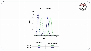 Click to enlarge image Flow cytometric analysis of Supervillin (SVIL) expression using CPTC-SVIL-1 rabbit antibody. Human SNB19 cells were fixed, permeabilized, and then stained with CPTC-SVIL-1 (solid green) or concentration-matched rabbit IgG isotype control (dashed green) antibodies. Human MOLT4 cells were fixed, permeabilized, and then stained with CPTC-SVIL-1 (solid blue) or concentration-matched rabbit IgG isotype control (dashed blue) antibodies. A BV421 conjugated goat anti-rabbit IgG was used as a secondary antibody. All data were analyzed using FlowJo.