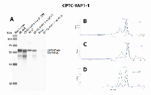 Click to enlarge image Immunoprecipitation using CPTC-YAP1-1 as capture antibody to probe whole cell lysates of SF-268, EKVX and HeLa.Eluates were tested in Simple Western, using CPTC-YAP1-1 as primary antibody (Panel A). The antibody is able to precipitate the target protein in all tested cell lysates, as also evident in the comparison between input material (blue line) and eluate (green line) profiles in panels B, C, D, respectively for SF-268, EKVX and HeLa.