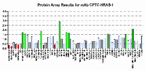 Click to enlarge image Protein Array in which CPTC-HRAS-1 is screened against the NCI60 cell line panel for expression. Data is normalized to a mean signal of 1.0 and standard deviation of 0.5. Color conveys over-expression level (green), basal level (blue), under-expression level (red).