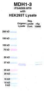 Click to enlarge image Western Blot using CPTC-MDH1-3 as primary Ab against cell lysate from transiently overexpressed HEK293T cells form Origene (lane 2). Also included are molecular wt. standards (lane 1), lysate from non-transfected HEK293T cells as neg control (lane 3) and recombinant Ag MDH1 (NCI 10990) in (lane 4). 