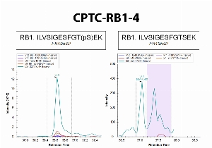 Click to enlarge image Immuno-MRM using CPTC-RB1-4 as capture antibody against the phosphorylated synthetic peptide ILVSIGESFGT(pS)EK (phosphosite S842) and the correpondent  non-phosphorylated peptide ILVSIGESFGTSEK. Antibody CPTC-RB1-4 captures specifically the phosphorylated synthetic peptide, but not the correspondent non-phosphorylated peptide.