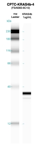 Click to enlarge image Western blot of CPTC-KRAS4b-3 antibody with full length KRAS4b recombinant protein.