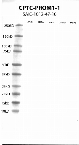 Click to enlarge image Western Blot using CPTC-PROM1-1 as primary antibody against cell lysates A549, H226, HeLa, Jurkat and MCF7. Expected MW of 97 KDa. All cell lysates negative.  Molecular weight standards are also included (lane 1).