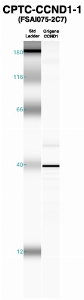 Click to enlarge image Western Blot using CPTC-CCND1-1 as primary Ab against recombinant CCND1 (lane 2). Also included are molecular wt. standards (lane 1).