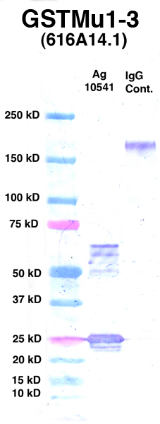 Click to enlarge image Western Blot using CPTC-GSTMu1-3 as primary Ab against Ag 10541 (lane 2). Also included are molecular wt. standards (lane 1) and mouse IgG control (lane 3).