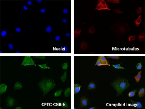 Click to enlarge image Immunofluorescence staining of human cell line A549 with CPTC-CGB-6 Ab shows localization to the nucleus and cytosol.