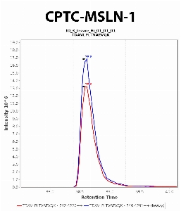 Click to enlarge image Immuno-MRM chromatogram of CPTC-MSLN-1 antibody (see CPTAC assay portal for details: https://assays.cancer.gov/CPTAC-6244)
Data provided by the Paulovich Lab, Fred Hutch (https://research.fredhutch.org/paulovich/en.html). Data shown were obtained from frozen tissue