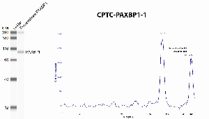 Click to enlarge image Western Blot using CPTC-PAXBP1-1 as primary antibody against human PAXBP1 recombinant protein (expected MW is about 70.6 KDa). The antibody CPTC-PAXBP1-1 recognizes the human recombinant protein.