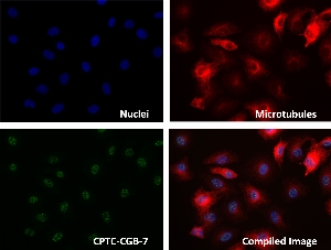 Click to enlarge image Immunofluorescence staining of human cell line A549 with CPTC-CGB-7 Ab shows localization to the nucleoplasm and nuclear bodies.
