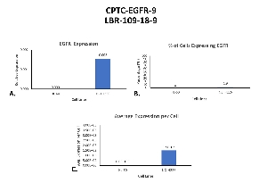Click to enlarge image Single cell western blot using CPTC-EGFR-9 as a primary antibody against HL-60 and NCI H226 cell lysates.  Relative expression of total EGFR in HL-60 and NCI H226 cells (A).  Percentage of cells expressing EGFR (B).  Average expression of EGFR protein per cell (C).  All data is normalized to β-tubulin expression.