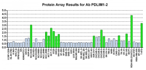 Click to enlarge image Protein Array in which CPTC-PDLIM1-2 is screened against the NCI60 cell line panel for expression. Data is normalized to a mean signal of 1.0 and standard deviation of 0.5. Color conveys over-expression level (green), basal level (blue), under-expression level (red).