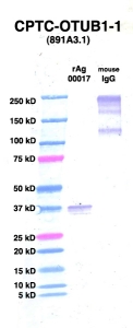 Click to enlarge image Western Blot using CPTC-OTUB1-1 as primary Ab against OTUB1 (rAg 00017) (lane 2). Also included are molecular wt. standards (lane 1) and mouse IgG control (lane 3).
