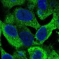 Click to enlarge image Results provided by the Human Protein Atlas (www.proteinatlas.org).  The subcellular location is supported by literature. Immunofluorescent staining of human cell line Hep G2 shows localization to cytosol & endoplasmic reticulum. Human assay: Hep G2 fixed with PFA, dilution: 1:175.