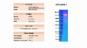 Click to enlarge image Western blot using CPTC-EGFR-1 of recombinant EGFR in over-expressed lysate. The antibody is able to detect the target protein. Expected MW is 134 KDa.