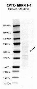 Click to enlarge image Western Blot usnig CPTC-ERRFI1-1 against the ERRFI1 Overexpressed Cell Lysate. Expected MW is about 50 KDa