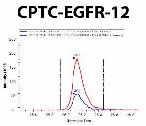 Click to enlarge image iMRM screening results for clone CPTC-EGFR-12. The clone is able to selectively pull down the target peptide CPTC-EGFR Peptide 4, YSSDPTGALTEDSIDDTFLPVPE(pY)INQSVPKP.