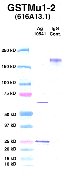 Click to enlarge image Western Blot using CPTC-GSTMu1-2 as primary Ab against Ag 10541 (lane 2). Also included are molecular wt. standards (lane 1) and mouse IgG control (lane 3).