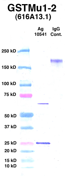 点击放大图像Western Blot，使用CPTC-GSTMu1-2作为Ag 10541的主要抗体（通道2）。还包括分子重量标准品（泳道1）和小鼠IgG对照品（泳道3）。