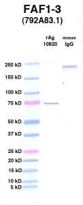 Click to enlarge image Western Blot using CPTC-FAF1-3 as primary Ab against FAF1 (rAg 10820) in lane 2. Also included are molecular wt. standards (lane 1) and mouse IgG control (lane 3).