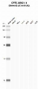 Click to enlarge image Automated western blot using CPTC-ARG1-1 as primary antibody against PBMC (lane 2), HeLa (lane 3), Jurkat (lane 4), A549 (lane 5), MCF7 (lane 6), and NCI-H226 (lane 7) whole cell lysates.  Expected molecular weight - 35 kDa.  Molecular weight standards are also included (lane 1).