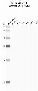 点击放大图像使用CPTC-ARG1-1作为针对PBMC（第2道）、HeLa（第3道）、Jurkat（第4道）、A549（第5道）、MCF7（第6道）和NCI-H226（第7道）全细胞裂解物的主要抗体的自动western blot。预期分子量-35 kDa。还包括分子量标准（车道1）。