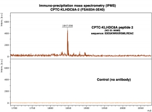 Click to enlarge image Immuno-Precipitation Mass Spectrometry using CPTC-KLHDC8A-1 antibody with CPTC-KLHDC8A peptide 2 as the target antigen. 