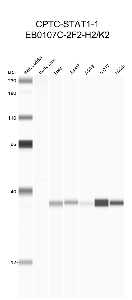 点击放大图像使用CPTC-STAT1-1作为针对棕黄色大衣（第2道）、HeLa（第3道）、Jurkat（第4道）、A549（第5道）、MCF7（第6道）和H226（第7道）细胞裂解物的主要抗体的自动免疫印迹。预期分子量-87 kDa。还包括分子量标准（车道1）。数据为负面/非决定性。